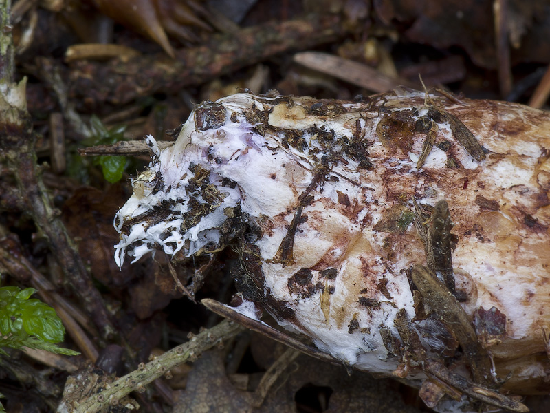 Cortinarius turmalis